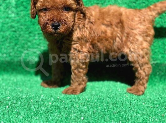Orjinal Red Brown Toy Poodle