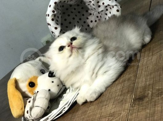 2 Aylık Prens görsel