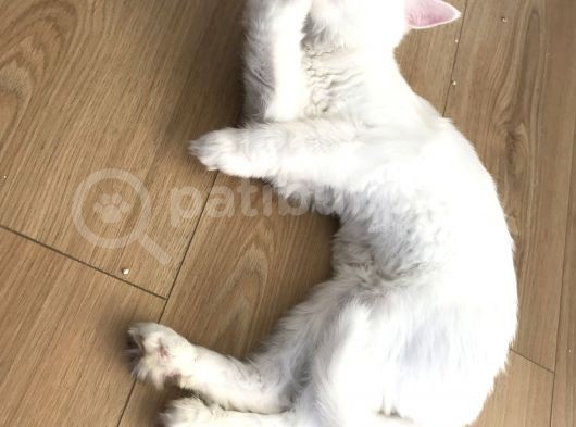 Bembeyaz İran Kedisi