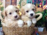 Muazzam Güzelli̇kte  Malti̇poo Yavrularimiz
