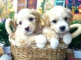 A Kali̇te Malti̇poo Yavrularimiz