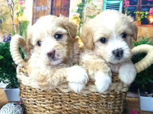 A Kali̇te Malti̇poo Yavrularimiz görsel