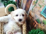 Muhteşem Güzelli̇kte  Beyaz Malti̇poo Yavrumuz