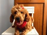 11 Aylık Red Minyatür Poodle Dişi