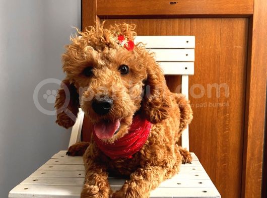 11 Aylık Red Minyatür Poodle Dişi