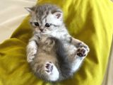 Safkan British Shorthair