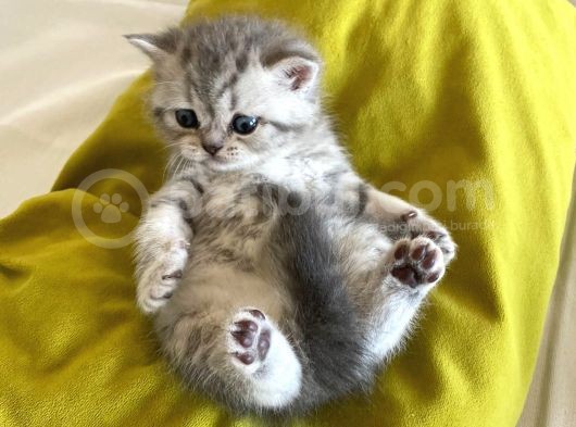 Safkan British Shorthair görsel