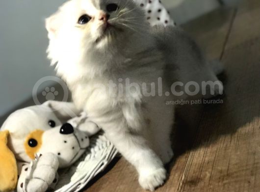2 Aylık Prens görsel