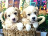 Muazzam Güzelli̇kte  Malti̇poo Yavrularimiz