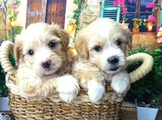 Muazzam Güzelli̇kte  Malti̇poo Yavrularimiz görsel