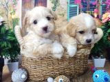 A Kali̇te Malti̇poo Yavrularimiz
