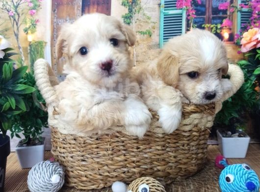 A Kali̇te Malti̇poo Yavrularimiz görsel