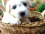 Muhteşem Güzelli̇kte  Beyaz Malti̇poo Yavrumuz