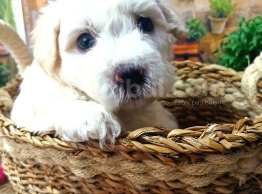 Muhteşem Güzelli̇kte  Beyaz Malti̇poo Yavrumuz görsel