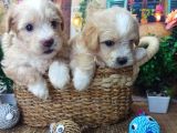 A Kali̇te Malti̇poo Yavrularimiz