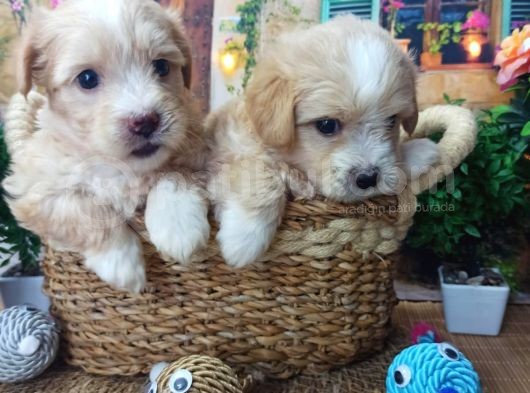 A Kali̇te Malti̇poo Yavrularimiz görsel