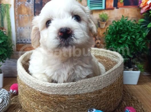 Muhteşem Güzelli̇kte  Beyaz Malti̇poo Yavrumuz görsel