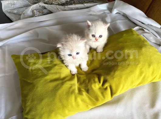 Safkan British Shorthair görsel