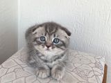 Safkan Kendi̇ Kedi̇mi̇zi̇n Yavrulari