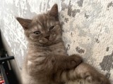 Kahverengi Çoook Oyuncu