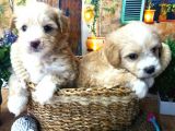 A Kali̇te Malti̇poo Yavrularimiz