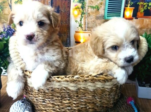 A Kali̇te Malti̇poo Yavrularimiz görsel