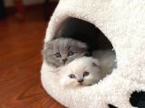 Kendi Kedimin Yavrusu Scottish Fold Bluepoint Erkek Yavru