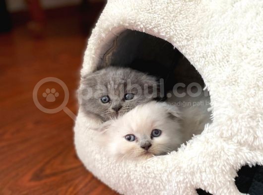 Kendi Kedimin Yavrusu Scottish Fold Bluepoint Erkek Yavru görsel