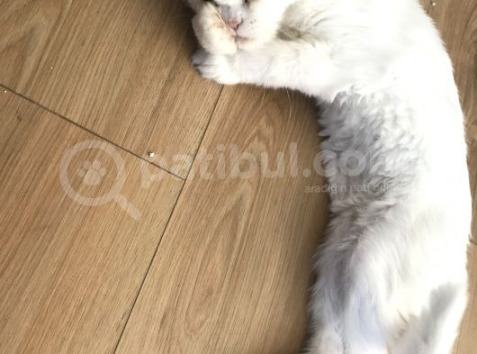 Bembeyaz İran Kedisi görsel