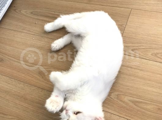 Bembeyaz İran Kedisi görsel