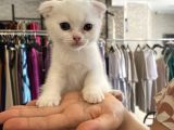 Scottish Fold 3 Aylık