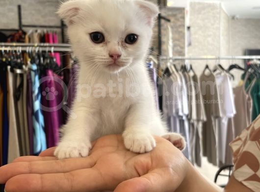 Scottish Fold 3 Aylık