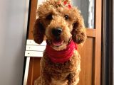 11 Aylık Red Minyatür Poodle Dişi