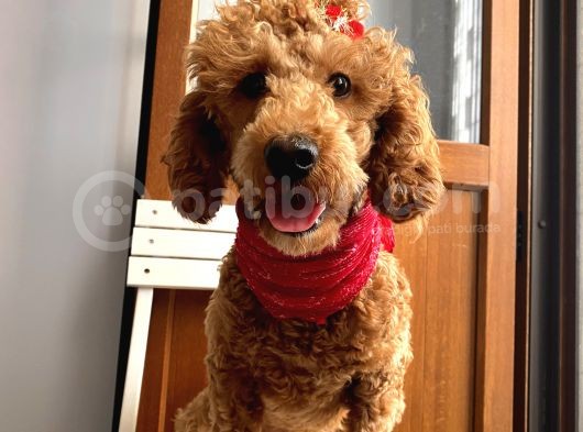 11 Aylık Red Minyatür Poodle Dişi görsel