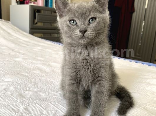 3 Aylık Kum Eğitimli Kuru Mama Yiyorlar 4 Yavru Var görsel