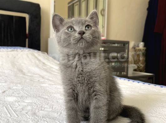 3 Aylık Kum Eğitimli Kuru Mama Yiyorlar 4 Yavru Var görsel