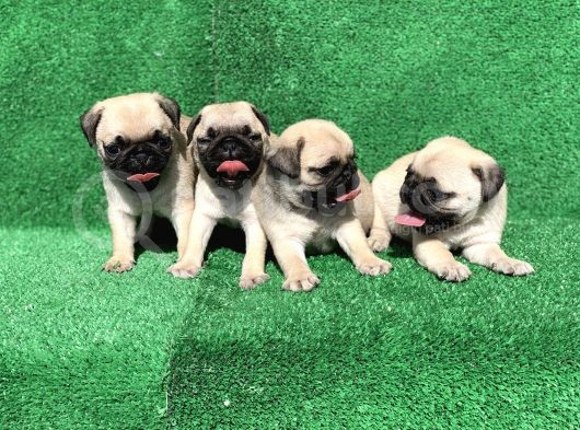 Safkan Gül Kuyruk Pug Mops Yavrulari