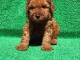 Orjinal Red Brown Toy Poodle