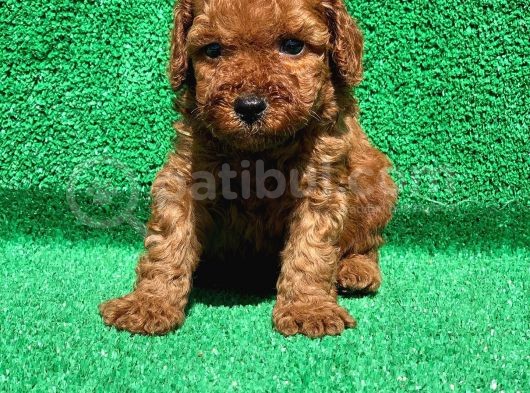 Orjinal Red Brown Toy Poodle görsel