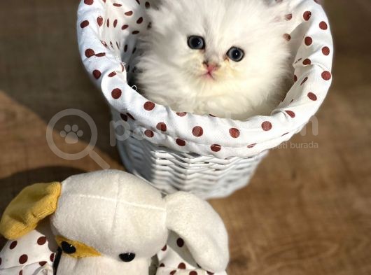 2 Aylık Prens görsel