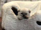 Kendi Kedimin Yavrusu Scottish Fold Bluepoint Erkek Yavru