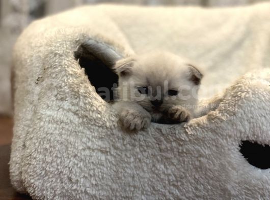 Kendi Kedimin Yavrusu Scottish Fold Bluepoint Erkek Yavru görsel