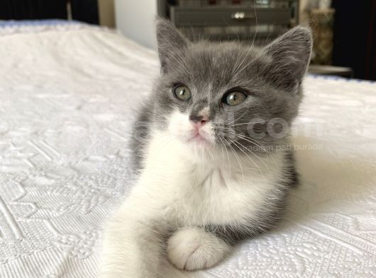 3 Aylık Kum Eğitimli Kuru Mama Yiyorlar 4 Yavru Var görsel