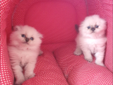 Kendi Kedimin Yavrusu Scottish Fold Bluepoint Erkek Yavru