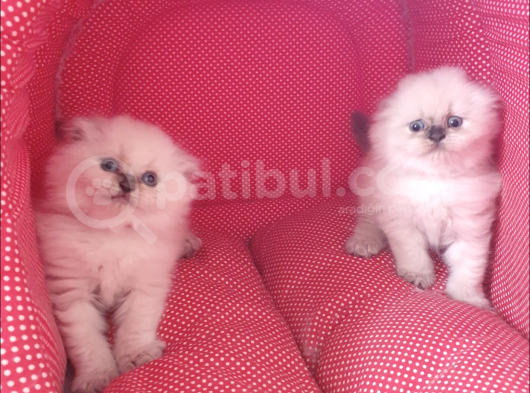 Kendi Kedimin Yavrusu Scottish Fold Bluepoint Erkek Yavru