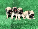 Safkan Gül Kuyruk Pug Mops Yavrulari