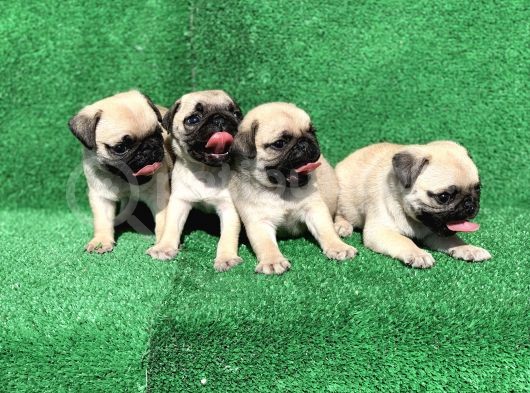 Safkan Gül Kuyruk Pug Mops Yavrulari görsel