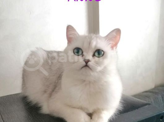 3 Aylık Scottish Silver Straight Yavru görsel