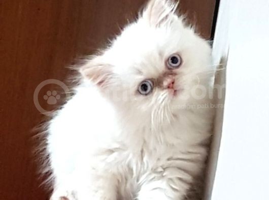 Maviş Gözlü Tombiklerimiz