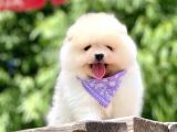 Ayı Surat Pomeranian Boo Yavrular